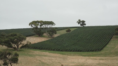 Foggy Hill Vineyard - Parawa